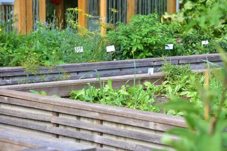 A raised bed of lettuce and vegetables in a gardenの写真素材