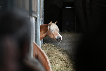 Haflinger horse breed in a stable in Upper Austriaの写真素材