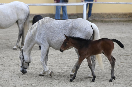 Presentation of the new foals of the year at the Lipizzaner stud farm in Piber in Styria - the foals are born with black, gray or brown fur. They get the typical white color until they are 7 or 8 years oldのeditorial素材
