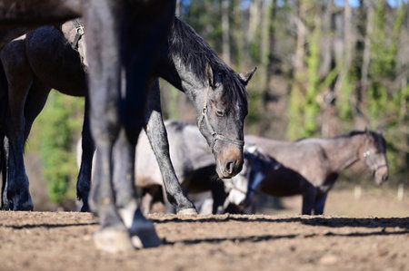 Lipizzaner stud farm in Piber in Styria - Lipizzaners have been bred here since 1920. The foals are...
