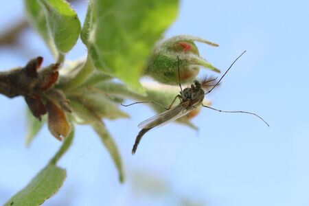 mosquito sits on a flower apple