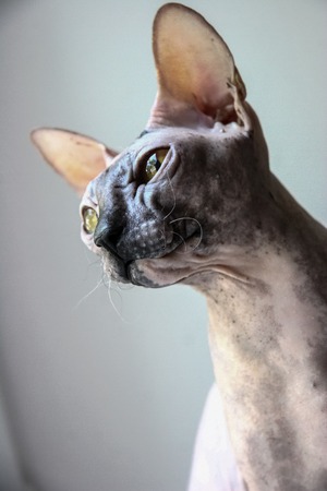 gray sphinx cat sits on a white window sill and looks into the frameの写真素材