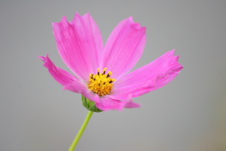 Open flower Dahlia imperialis pink with yellow core on a natural background closeupの写真素材