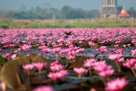 A vast lake full of pink waterliliesの写真素材