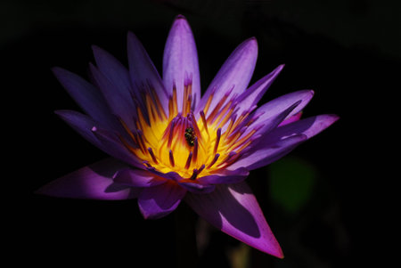 Close up lotus with insectの写真素材