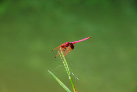 Dragonfly with green backgoundの写真素材