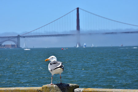 Seagull at Pier and Golden Gate Bridge in San Francisco, California, USAの写真素材