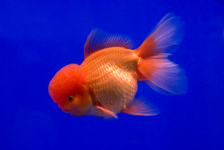 golden fish with blue backgroundの写真素材