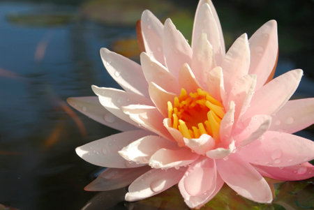 Blooming lotusの写真素材