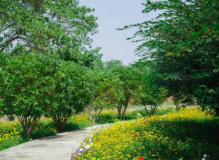 Amazing beautiful garden in the park with green pastures green trees and tree of Lifeの写真素材