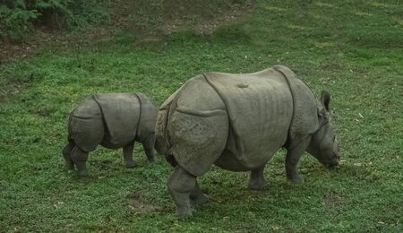 Baby rhino and its mother in Chitwan National Park in Nepalの写真素材