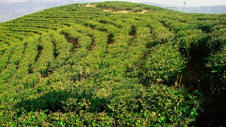 This picture was taken on Kanyam Tea Estate, in Illam District in Nepal. These beautiful hills consist of tea plants grown on their slope giving its exotic beauty.の写真素材