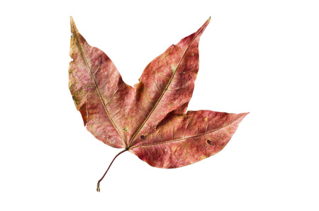 Dried Maple Leaf : Don\\の写真素材
