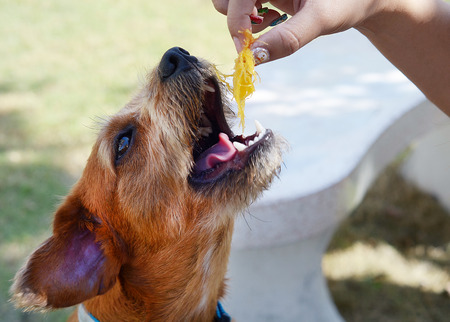 Dog feedingの写真素材
