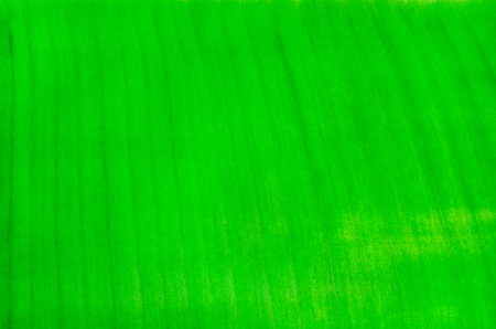 Green banana leaf texture background. Close up of green banana leaf.の写真素材
