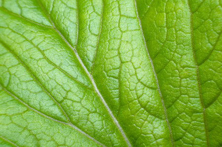 green leaf macro close up texture background high quality fifty megapixelsの写真素材