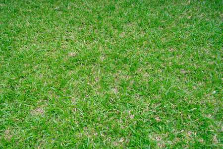 Green grass texture background. Green grass background. Green lawn pattern.の写真素材