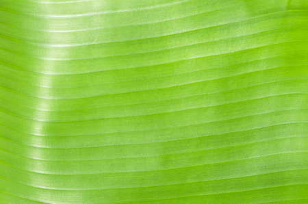 Close up of green banana leaf texture background with copy space for designの写真素材