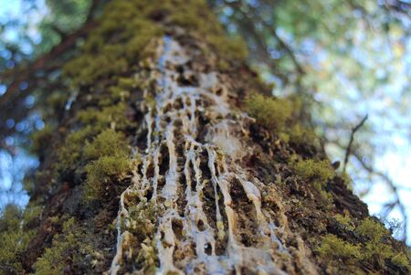 Resin running down a big old treeの写真素材