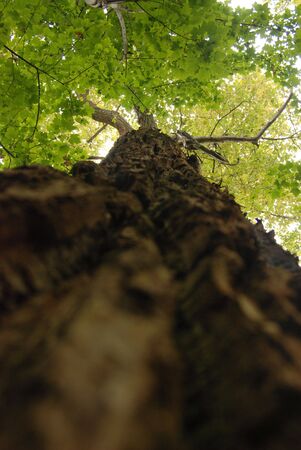Bark on a big old canadian tree