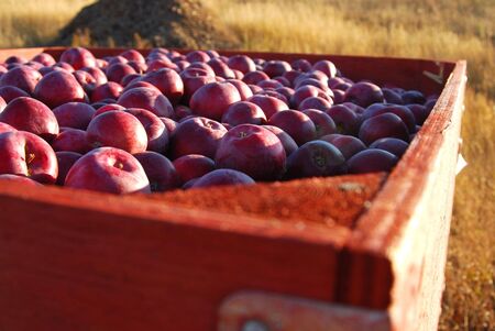 A box of fresh picked red applesの写真素材