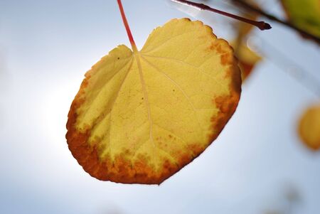 Detail of yellow and red autumn leaf