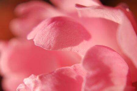 Close-up of a beautiful hedge rose blossom in late autumn sunlight.の写真素材
