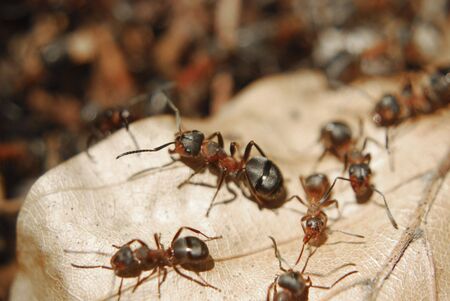 Ants sitting on a leafの写真素材
