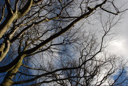 Trees with winter skyの写真素材