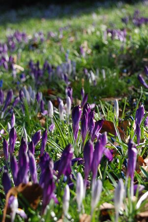 a meadow with beautiful violet crocuses in springの写真素材