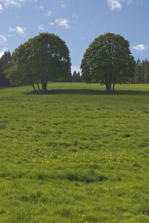 A beautiful meadow full of dandelion flowersの写真素材