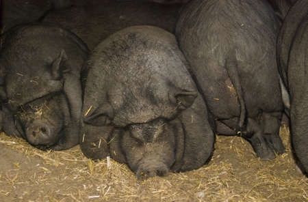 A group of pigs lying sleeping upon anotherの写真素材