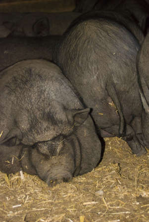 A group of pigs lying sleeping upon anotherの写真素材