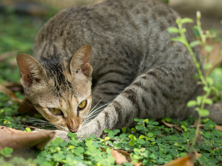 Cute cat sleep in the garden.の写真素材