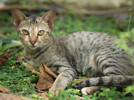 Cute cat in the garden.の写真素材