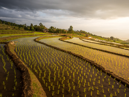 Rice terraces Pong Piang in Chiang Mai, Thailandの写真素材