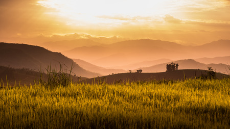 Rice field with layered mountain in the eveningの写真素材