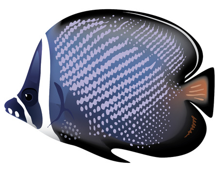 Tropical fish Chaetodon collare. illustration.のイラスト素材