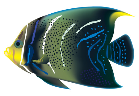 Tropical fish Pomacanthus semicirculatus. illustration.のイラスト素材