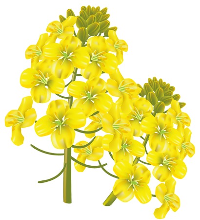 Rape flower (Brassica napus). illustration on white background.のイラスト素材