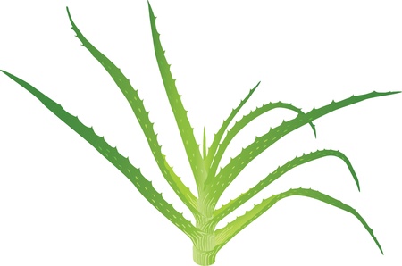 Aloe vera leaves. illustration on white background.
のイラスト素材