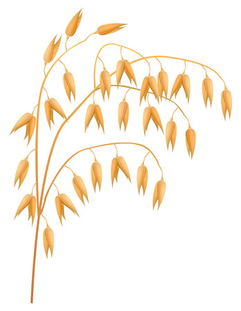 Ear of oats on a white backgroundのイラスト素材