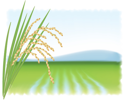 Rice field and a branch of ripe riceのイラスト素材