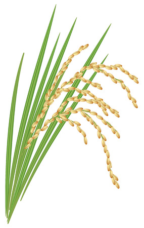 Spikelet of rice with the leavesのイラスト素材
