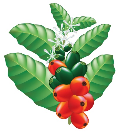 Fruits and flowers of coffee tree. Vector illustration.のイラスト素材