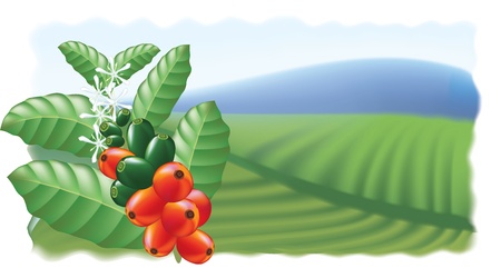 Fruits and flowers of coffee tree. Vector illustration.のイラスト素材