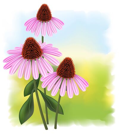 Echinacea (purpurea)  on a fullcolor background.のイラスト素材