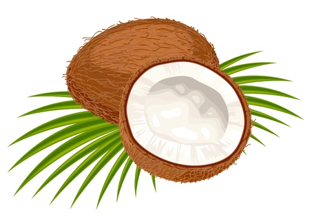 Coconut with leaves on a white background. のイラスト素材