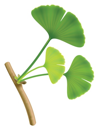Twig with leaves of ginkgo biloba. のイラスト素材