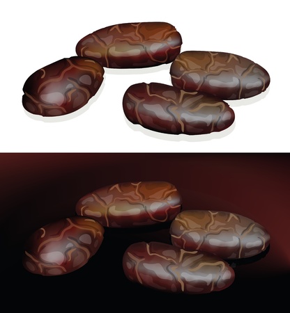 Cacao Beans. Vector illustration on white and dark background.のイラスト素材